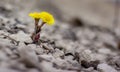 Yellow flower in nature. It grows on rocks in the rock Royalty Free Stock Photo