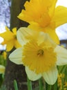 Yellow flower next to great tree