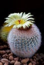 Yellow flower of Notocactus scopa Royalty Free Stock Photo