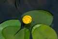 Yellow water-lily Nuphar lutea