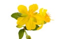 Yellow flower of Ocha kirkii Oliv plant. Micky mouse flower Royalty Free Stock Photo