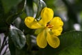 Yellow flower of Ocha kirkii Oliv plant. Micky mouse flower Royalty Free Stock Photo
