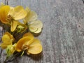 Yellow flower on wooden background. Royalty Free Stock Photo