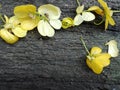 Yellow flower on wooden background. Royalty Free Stock Photo