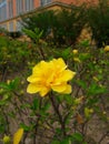 Yellow flower Royalty Free Stock Photo