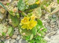 Yellow flower Opuntia humifusa, the devils tongue