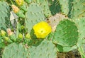 Yellow flower Opuntia humifusa, the devils tongue Royalty Free Stock Photo