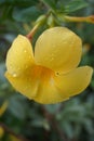 Yellow flower, orchid, rain drops on petal Royalty Free Stock Photo