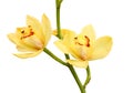 Yellow flower orchids. Royalty Free Stock Photo