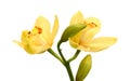 Yellow flower orchids. Royalty Free Stock Photo
