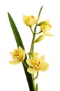 Yellow flower orchids. Royalty Free Stock Photo