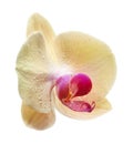Yellow flower orchids Royalty Free Stock Photo