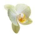 Yellow flower orchids Royalty Free Stock Photo