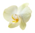 Yellow flower orchids Royalty Free Stock Photo
