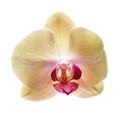 Yellow flower orchids Royalty Free Stock Photo