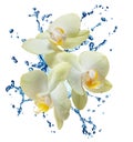 Yellow flower orchids Royalty Free Stock Photo