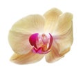 Yellow flower orchids Royalty Free Stock Photo