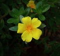 yellow flower ornamental plant