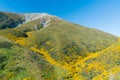 Yellow flower over mountain New Zealand summer season Royalty Free Stock Photo