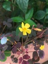 Yellow flower oxalis