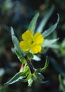 Pale yellow suncup flower