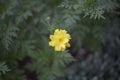 Yellow flower in a park