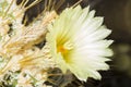 Yellow flower a Parodia magnifica cactus