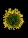 Yellow flower a pattern photography Royalty Free Stock Photo