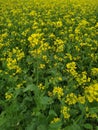 Yellow flower pea green leaf natural fress with growth field