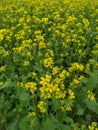 Yellow flower pea green leaf natural fress with growth garden