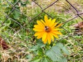 Yellow flower perennial Heliopsis helianthoides and bumblebee in summer garden