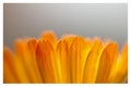 Yellow flower petal bokeh shoot