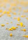 Yellow Flower Petals