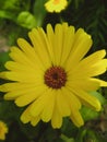 Yellow flower with yellow petals brown stamens