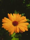 Yellow flower with yellow petals brown stamens