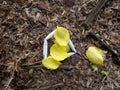 Yellow flower petals on the ground Royalty Free Stock Photo