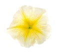 Yellow flower of petunia isolated on white background Royalty Free Stock Photo