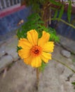 Yellow Flower Photo in home Royalty Free Stock Photo