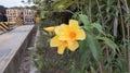 Yellow flower photo in office yard