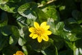 Yellow flower of pilewort Royalty Free Stock Photo
