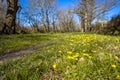 Yellow flower of pilewort in spring