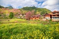 Yellow flower and pink cherry blossom with a orange house Royalty Free Stock Photo