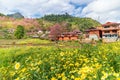 Yellow flower and pink cherry blossom with a orange house Royalty Free Stock Photo