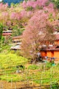 yellow flower and pink cherry blossom with a orange house in doi angkang Royalty Free Stock Photo