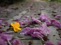 A yellow flower between pink ones fallen on a concrete pathway in a perspective Royalty Free Stock Photo