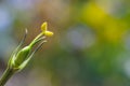 Yellow flower pistil with blurry nature background Royalty Free Stock Photo