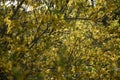 Yellow flower plant bush Forsythia in bloom