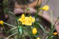 Yellow flower plant colors green