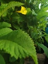 Yellow Flower plant green leaves beautiful nature morning time view naturally