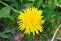 Yellow flower. A plant, nature. Live photo. On a green background. Foliage. Dandelion. Macro. Royalty Free Stock Photo